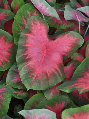 Link to Caladium Sunset Pink