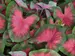 Caladium Sunset Pink