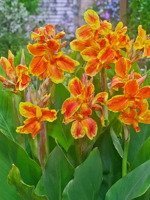 Link to Canna Taroundant