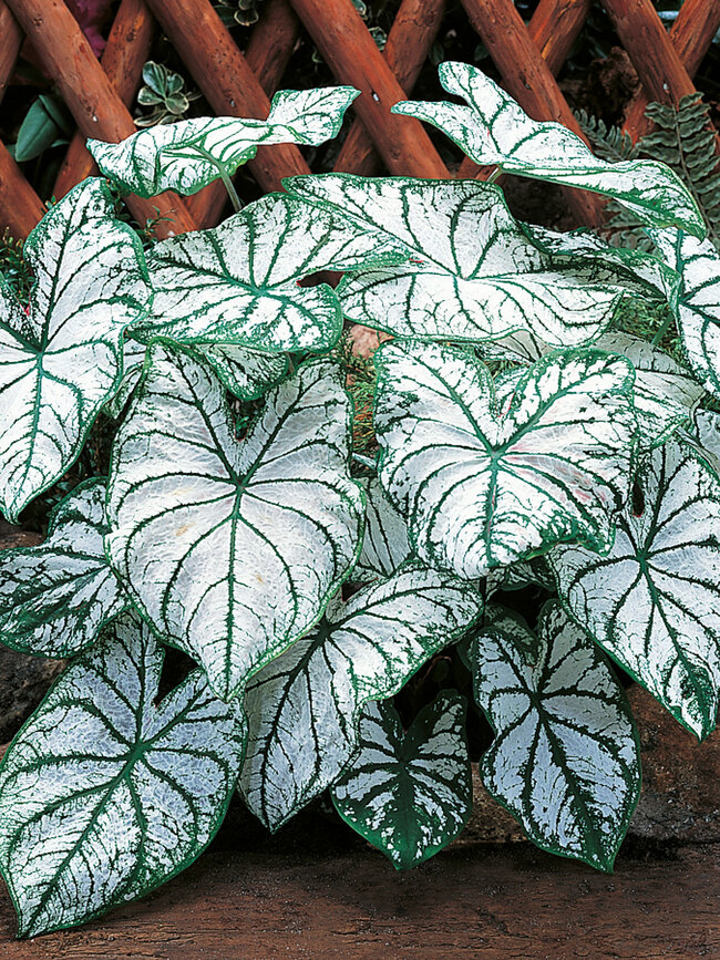 Caladium White Christmas