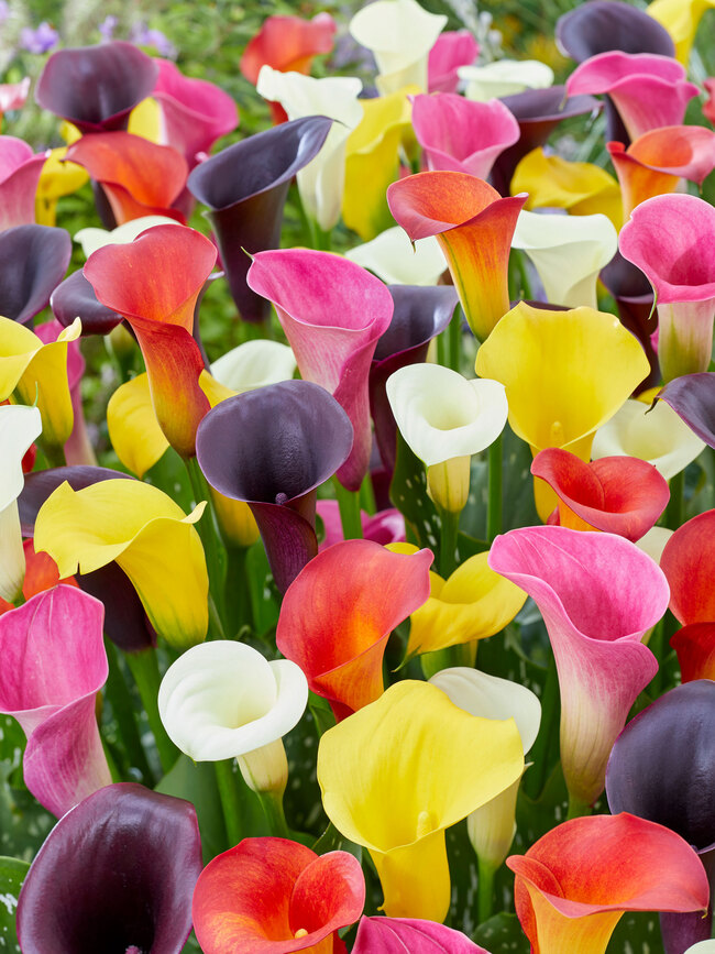 Calla XXL Mixed Value Pack | Bluestone Perennials