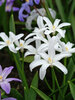 Chionodoxa Alba