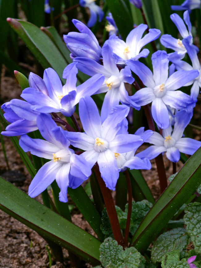 Chionodoxa Forbesii