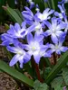 Chionodoxa Forbesii