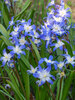 Chionodoxa Forbesii