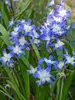 Chionodoxa Forbesii