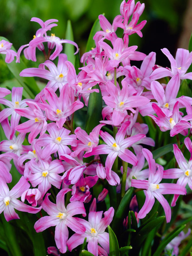 Chionodoxa Pink-Giant