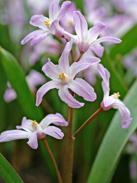Photo of Chionodoxa Violet Beauty