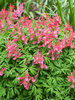 Corydalis Beth Evans