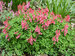 Corydalis Beth Evans