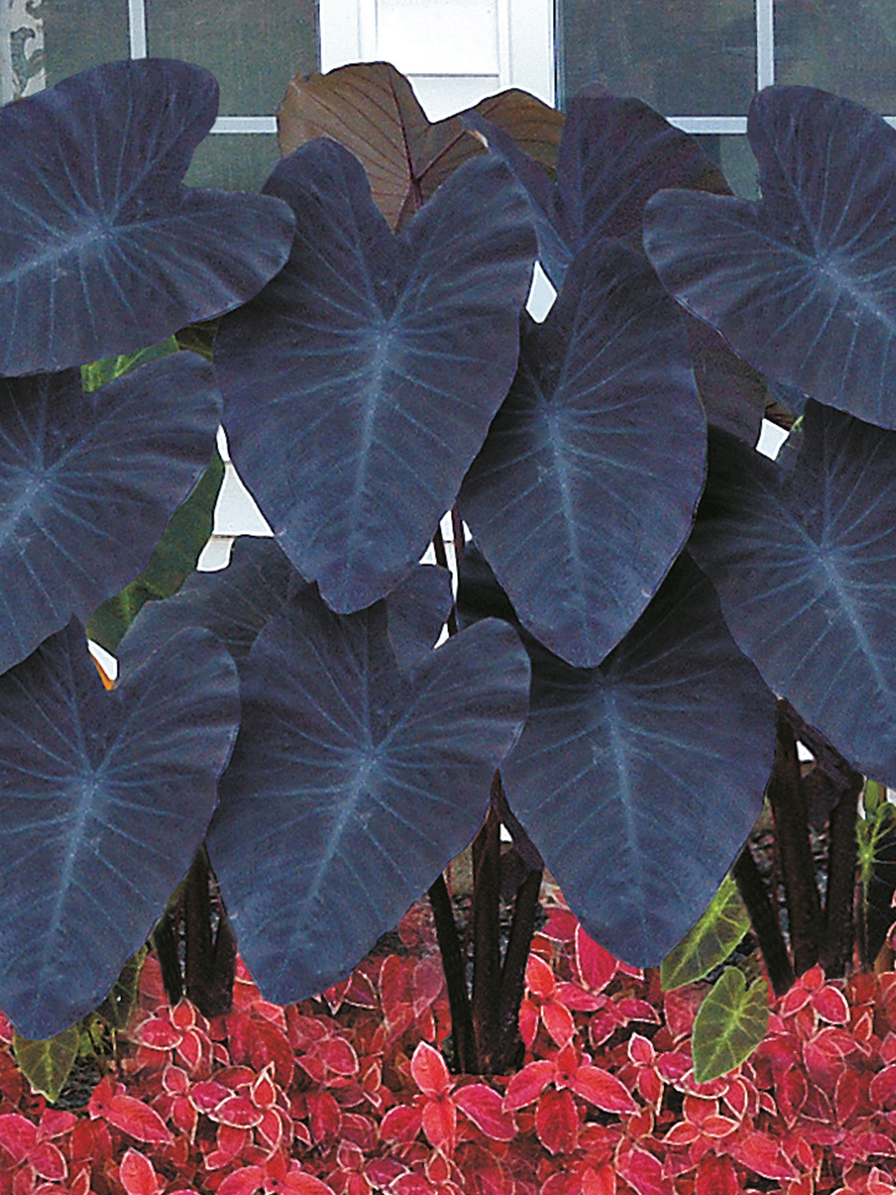 Colocasia Black Magic | Bluestone Perennials