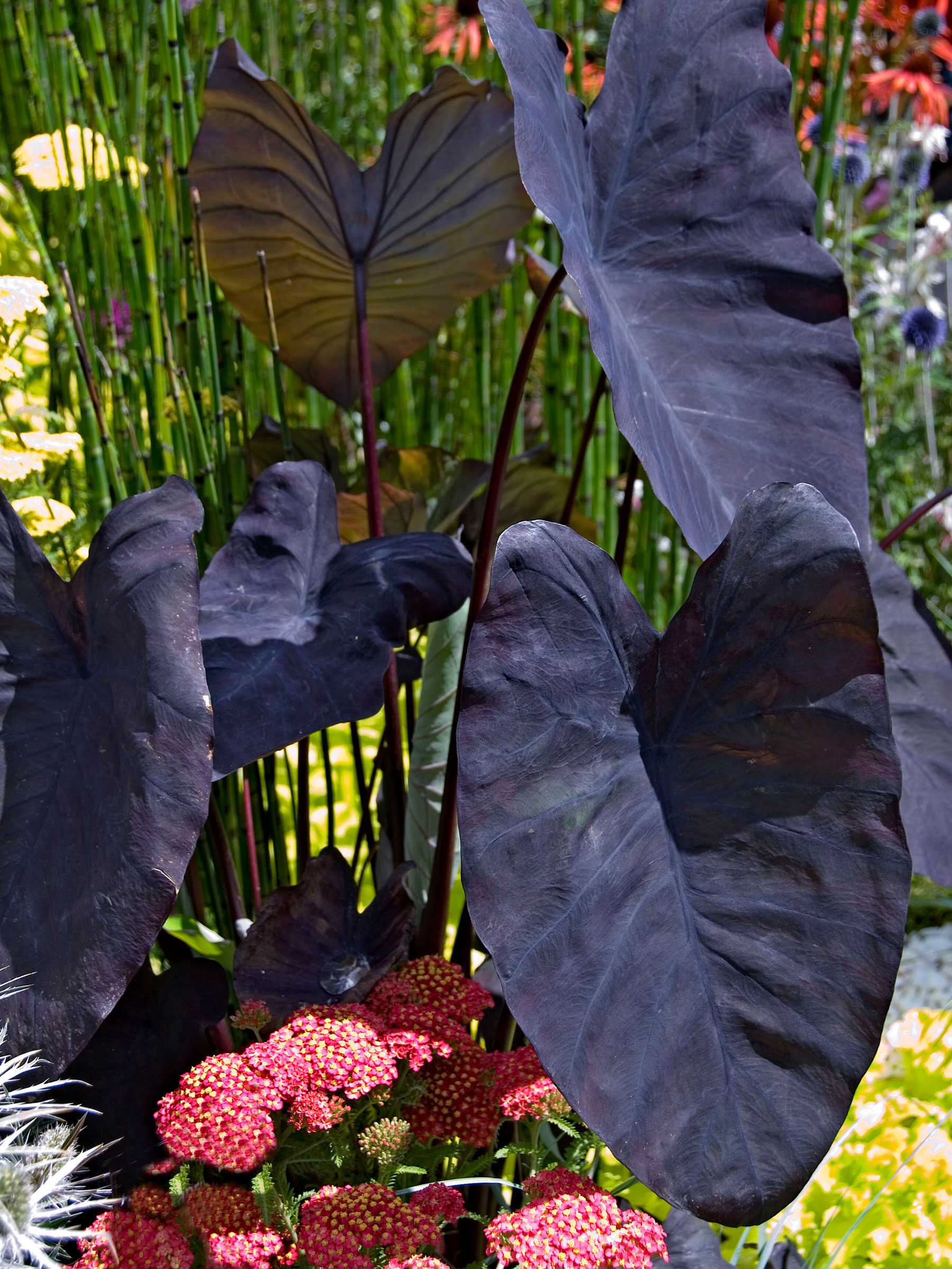 Colocasia Black Magic (Elephant Ears)