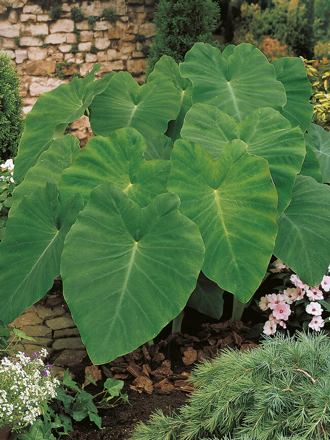 Colocasia Esculenta