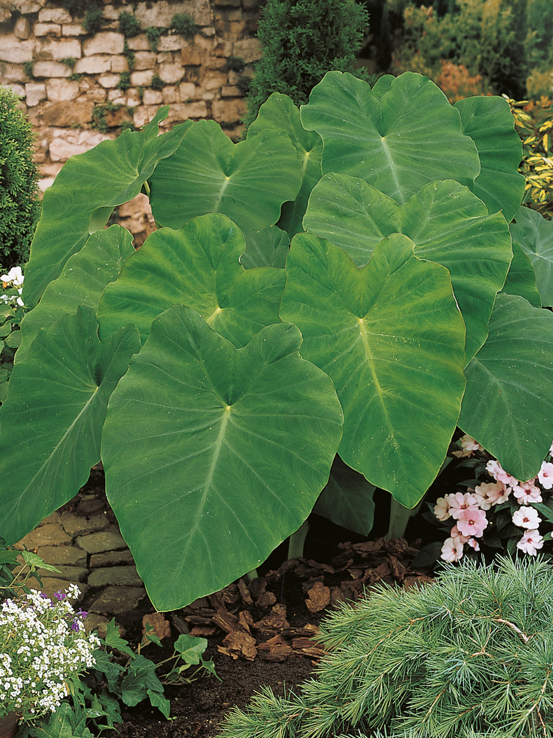 Colocasia Esculenta (Elephant Ears)