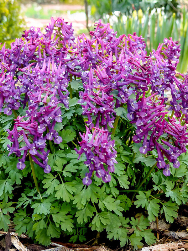 Corydalis Purple Bird
