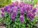 Corydalis Purple Bird