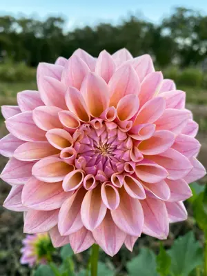 Link to Dahlia Coralie