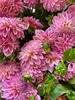 Dahlia Coralie