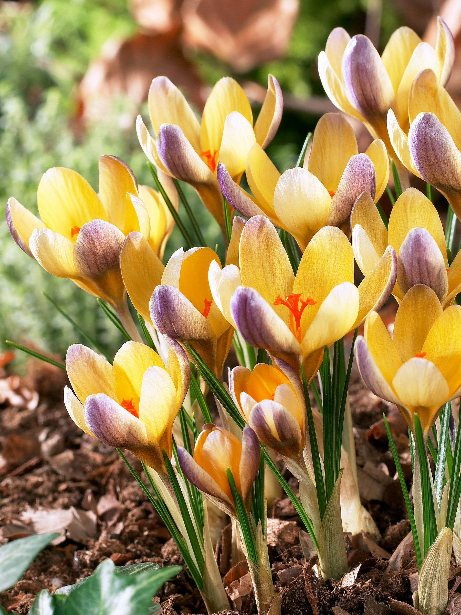 Crocus Advance | Bluestone Perennials