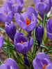 Crocus Aqua