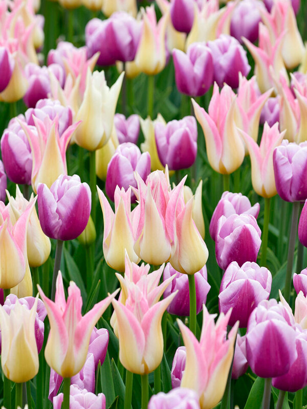 Creamy Blush Landscape Bag