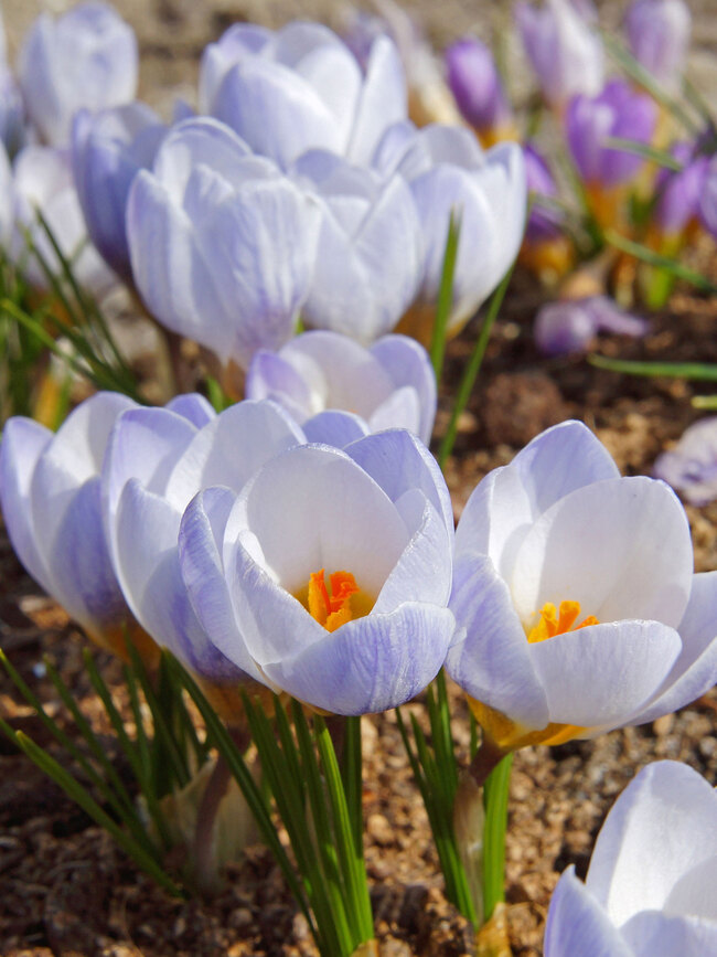 Crocus Blue Pearl