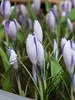 Crocus Blue Pearl
