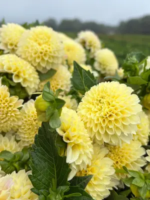 Link to Dahlia Creamy