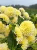 Dahlia Creamy