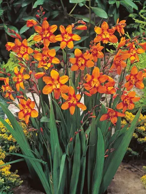 Link to Crocosmia Emily McKenzie