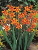 Crocosmia Emily McKenzie