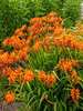 Crocosmia Firestars Firestarter