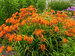 Crocosmia Firestars Firestarter