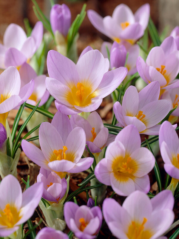 Crocus Firefly