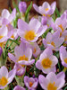 Crocus Firefly