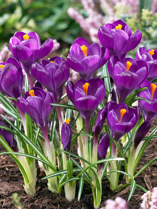 Crocus Flower Record