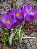 Crocus Flower Record