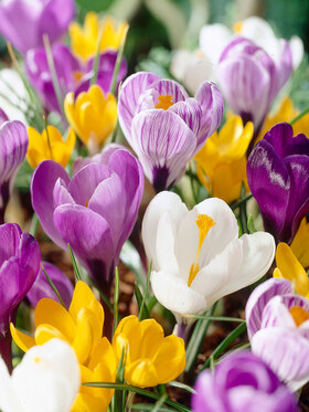 Photo of Crocus Giant Mixed Value Pack