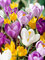 Crocus Giant Mixed Value Pack