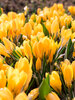 Crocus Golden Yellow