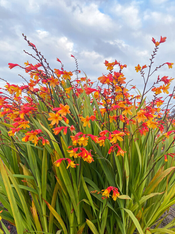 Crocosmia Harlequin
