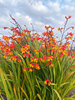 Crocosmia Harlequin