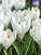 Crocus Jeanne D