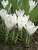 Crocus Jeanne D