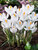 Crocus Jeanne D
