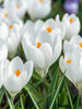 Crocus Jeanne D'Arc