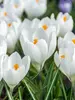 Crocus Jeanne D'Arc