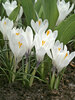 Crocus Jeanne D'Arc