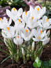 Crocus Jeanne D'Arc