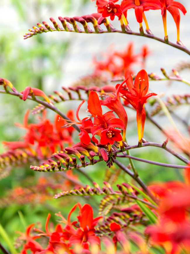 Crocosmia Lucifer